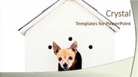  Presentation with dog house - Beautiful slide set featuring chihuahua in a dog house backdrop and a cream colored foreground