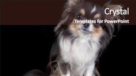  Presentation with black - Audience pleasing presentation theme consisting of chihuahua isolated on black background backdrop and a tawny brown colored foreground