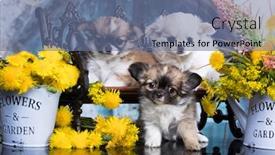 Presentation with dandelion - PPT theme enhanced with chihuahua longhair puppies and spring dandelion flowers background and a ocean colored foreground