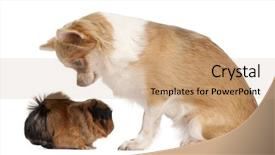  Presentation with guinea pig - Presentation design having chihuahua looking at guinea pig background and a coral colored foreground
