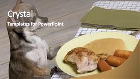  Presentation with food plate starter or entree - Colorful PPT layouts enhanced with chihuahua looking at leftover food backdrop and a gray colored foreground
