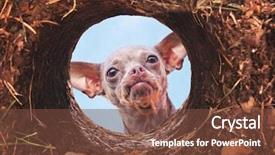  Presentation with sky holy - Cool new PPT theme with chihuahua looking into a hole backdrop and a tawny brown colored foreground