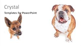  Presentation with wide - PPT layouts enhanced with chihuahua-mix-and-a-bulldog background and a white colored foreground