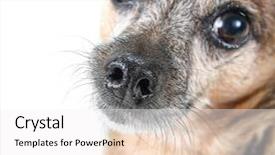  Presentation with marketing mix loyalty - Colorful theme enhanced with chihuahua mix dog close up focus on the nose backdrop and a white colored foreground