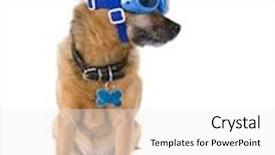  Presentation with dog - Slide set with chihuahua-mix-dog-with-goggles background and a white colored foreground