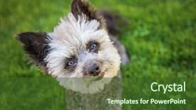  Presentation with rescue - Presentation design having chihuahua mix senior female dog background and a tawny brown colored foreground