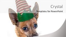  Presentation with elf - Audience pleasing slide set consisting of chihuahua-mix-wearing-an-elf backdrop and a white colored foreground