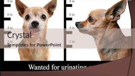  Presentation with wanted poster - Slide deck having chihuahua on a mugshot poster background and a coral colored foreground