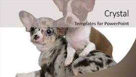  Presentation with pencils blue one yellow - Beautiful slide deck featuring chihuahua puppies one is chocolate backdrop and a light gray colored foreground