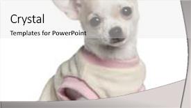  Presentation with old fashioned black and white - Slides enhanced with chihuahua puppy 11 weeks old sitting in front of white background background and a light gray colored foreground