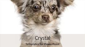  Presentation with puppy - PPT theme featuring chihuahua puppy 8 months old looking at the camera against white background background and a mint green colored foreground