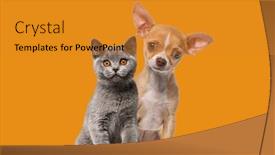  Presentation with cat dog - Presentation theme with chihuahua-puppy-and-british-shorthair background and a gold colored foreground