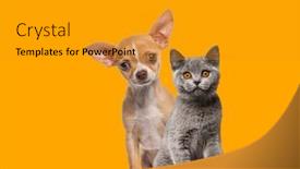  Presentation with dog cat - Theme enhanced with chihuahua-puppy-and-british-shorthair background and a gold colored foreground