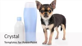  Presentation with shampoo - Beautiful theme featuring chihuahua puppy and shampoo bottles isolated on white backdrop and a light gray colored foreground