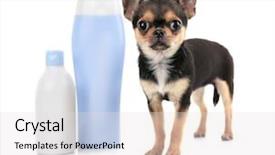  Presentation with shampoo - Theme featuring chihuahua puppy and shampoo bottles isolated on white background and a light gray colored foreground
