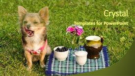  Presentation with sunny doll - Amazing slides having chihuahua puppy at the picnic backdrop and a  colored foreground