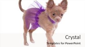  Presentation with ballerina - Slide deck enhanced with chihuahua puppy dressed like ballerina in violet isolated on white background and a lemonade colored foreground