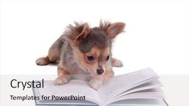  Presentation with puppy - Cool new presentation theme with chihuahua puppy reading a book backdrop and a light gray colored foreground