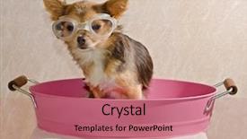  Presentation with wearing swimming goggles and cap - Colorful PPT layouts enhanced with chihuahua puppy taking a bath backdrop and a coral colored foreground
