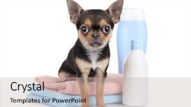  Presentation with shampoo - Cool new PPT theme with chihuahua puppy towels and shampoo bottles isolated on white backdrop and a soft green colored foreground