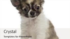  Presentation with cowboy hat - Slide set featuring chihuahua puppy wearing a cowboy hat 2 months old background and a light gray colored foreground