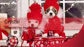  Presentation with young man wearing a hat - Slides having chihuahua puppy wearing hat background and a red colored foreground