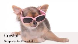  Presentation with smart - Slides consisting of chihuahua puppy wearing pink sun background and a soft green colored foreground