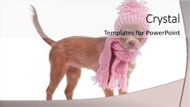  Presentation with puppy - Audience pleasing slide deck consisting of dog winter clothes isolated - chihuahua puppy with pink scarf backdrop and a white colored foreground