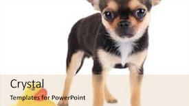  Presentation with rubber duck - Beautiful PPT theme featuring chihuahua puppy with rubber duck isolated on white backdrop and a lemonade colored foreground