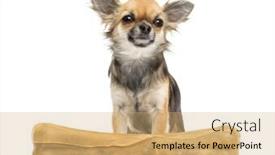  Presentation with bone - PPT layouts consisting of chihuahua sitting behind knuckle bone and looking away against white background background and a coral colored foreground