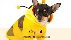  Presentation with bee - Audience pleasing presentation design consisting of chihuahua sitting dressed as bee isolated over white background backdrop and a yellow colored foreground