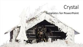  Presentation with christmas nativity - Theme with chihuahua sitting in front of christmas nativity scene with christmas tree and snow against white background background and a white colored foreground