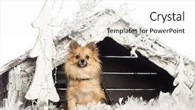  Presentation with christmas nativity - Audience pleasing presentation theme consisting of chihuahua sitting in front of christmas nativity scene with christmas tree and snow against white background backdrop and a white colored foreground