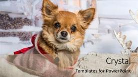  Presentation with winter scene - Beautiful presentation theme featuring chihuahua sitting in winter scene backdrop and a coral colored foreground
