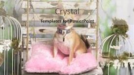  Presentation with decoration - PPT theme featuring chihuahua-sitting-on-a-rose background and a soft green colored foreground