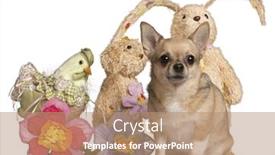  Presentation with animals - Colorful PPT layouts enhanced with chihuahua-sitting-with-easter-stuffed backdrop and a coral colored foreground