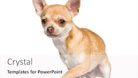  Presentation with white pigeon against the blue - Slide deck featuring chihuahuas - chihuahua standing against white background background and a white colored foreground