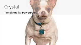  Presentation with medal - Colorful slide deck enhanced with chihuahua-wearing-a-collar backdrop and a lemonade colored foreground