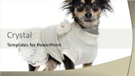 Presentation with fancy dress - Presentation design having chihuahua wearing a fancy dress standing up and looking at the camera isolated on white background and a light gray colored foreground