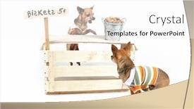  Presentation with biscuit - Colorful theme enhanced with chihuahua with a biscuit stand backdrop and a white colored foreground