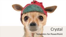  Presentation with christmas animated - Colorful presentation theme enhanced with chihuahua with a christmas theme backdrop and a soft green colored foreground