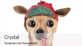  Presentation with hat - PPT layouts having universal film leader symbol counting background and a  colored foreground.