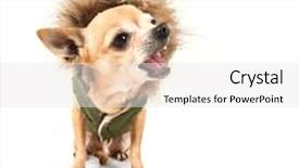  Presentation with lab coat sales - Beautiful PPT layouts featuring chihuahua-with-a-furry-coat backdrop and a white colored foreground