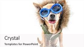  Presentation with powder coat - Slide deck with big glasses - chihuahua with a furry coat background and a white colored foreground