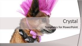  Presentation with cute - Amazing theme having chihuahua with a mohawk punk backdrop and a light gray colored foreground