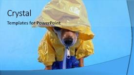  Presentation with rain dance children - Amazing PPT theme having chihuahua with a rain coat backdrop and a light blue colored foreground