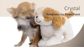  Presentation with teddy bear - Beautiful PPT theme featuring chihuahua-with-teddy-bear-isolated backdrop and a coral colored foreground
