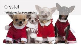  Presentation with white christmas - Audience pleasing PPT theme consisting of chihuahuas dressed in santa outfits backdrop and a light gray colored foreground