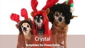  Presentation with christmas animated - Beautiful presentation featuring chihuahuas dressed up for christmas backdrop and a red colored foreground