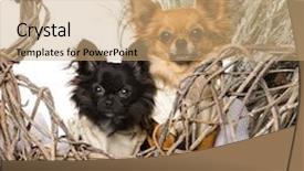  Presentation with scenery - Colorful PPT theme enhanced with chihuahuas in front of a christmas scenery backdrop and a coral colored foreground